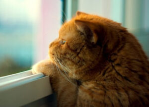 кот